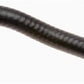 Gates 98-02 Honda Accord V-6 3.0L Housing To Pipe-1 Molded Heater Hose
