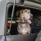 DV8 Offroad 2021-2024 Ford Bronco Dog Barrier